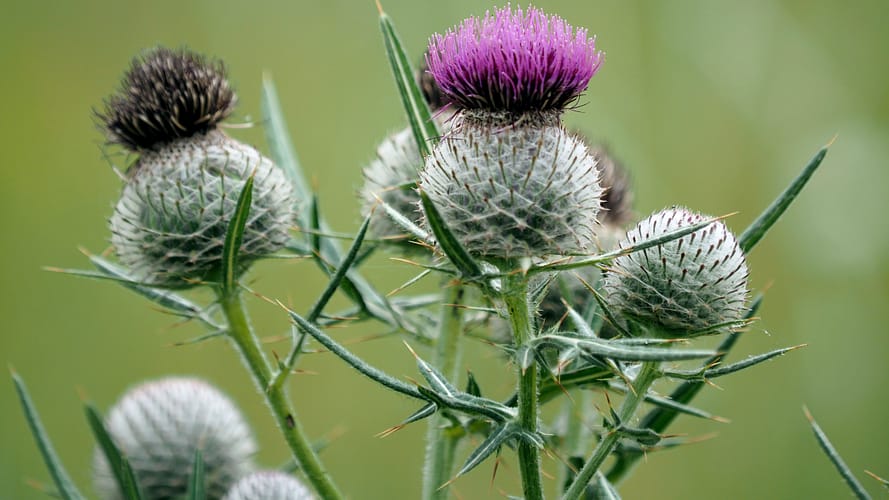 P101046222 Bureau d'études Flor'Est - IMG003