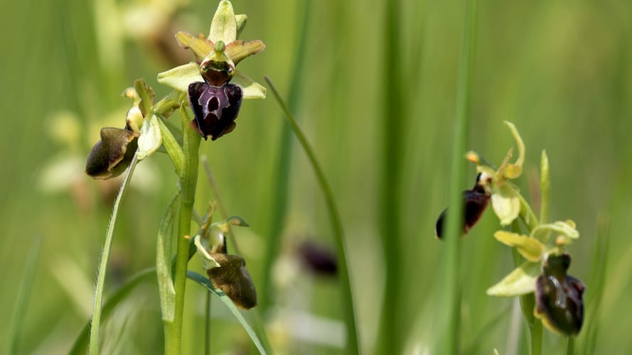 P10106511 Bureau d'études Flor'Est - IMG001