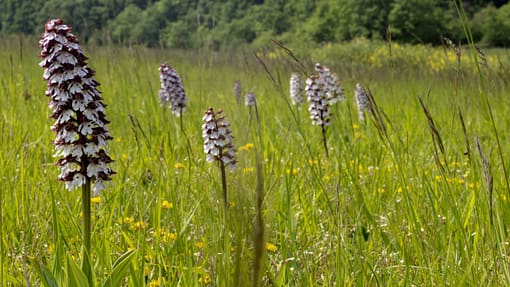 P10106188 Flor'Est - Mesobromion
