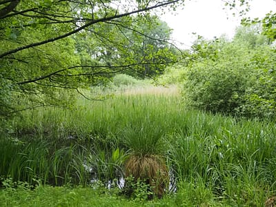 Flor'Est - Zone humide Flor'Est - Zone humide