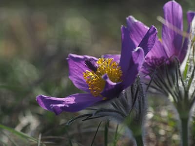 Flor'Est - Pulsatila vulgaris Flor'Est - Pulsatila vulgaris