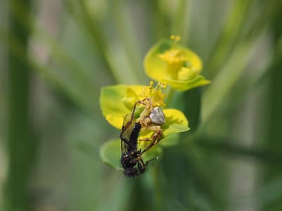 Flor'Est - Thomisus Flor'Est - Thomisus